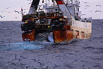Net full of fish being hauled aboard the Hull registered stern trawler 'Farnella' on the North Sea, November 2013. All non-editorial uses must be cleared individually.