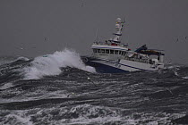 Fishing vessel &#39;Harvester&#39; powering through rough seas while operating in the North Sea,  December 2013. All non-editorial uses must be cleared individually.