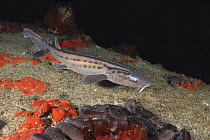 Leopard catshark (Poroderma pantherinum) endemic to South Africa. Non-exclusive.  (Non-ex).