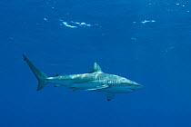 Dusky shark (Carcharhinus obscurus) Gulf of Mexico off Louisiana, USA. Non-exclusive.