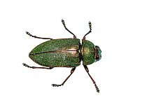 Jewel beetle (Buprestidae) Crete, Greece. Meetyourneighbours.net project.