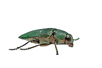 Jewel beetle (Buprestidae) Crete, Greece. Meetyourneighbours.net project.