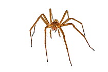 Nursery web spider (Pisauridae) Crete, Greece. Meetyourneighbours.net project.