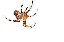 Spider (Argiope sp) Crete, Greece, October. Crete, Greece. Meetyourneighbours.net project.