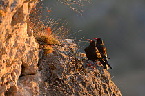 Red-billed choughs (Pyrrhocorax pyrrhocorax) Gorges du Tarn, France, December
