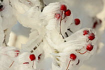 Hoarfrost on hawthorn (Crataegus) fruits in winter, Vosges, France, December.