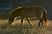Przewalskii's wild horse (Equus ferus przewalskii) Le Villaret, Causse Mejean, Lozere, France, December