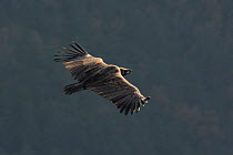 Monk vulture, (Aegypius monachus) in flight, Gorges de la Jonte, France, December
