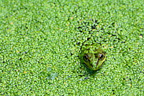 Edible frog (Rana esculenta) in pond weed, Vosges, France, June.
