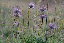 Common pasque flowers (Pulsatilla vulgaris) Aubrac, France, July.