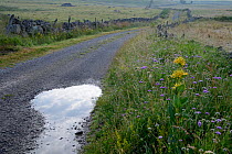Country road in Aubrac with wildflowers including Field Scabious (Knautia arvensis) Auvergne, France, July 2013
