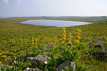 Lac de Saint-Andeol with Great yellow gentian (Gentiana lutea)  Aubrac, Auvergne, France, July 2013