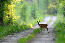 Roe deer (Capreolus capreolus) female on country lane, Vosges, France, June.