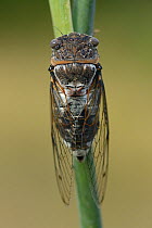 Cicada (Tibicen haematodes) Aude, France, July.