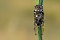 Cicada (Tibicen haematodes) Aude, France, July.