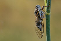 Cicada (Tibicen haematodes) Aude, France, July