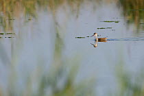 Young Black winged stilt (Himantopus himantopus) swimming, Aude, France, July.