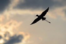 Black-winged Stilt (Himantopus himantopus) silhouetted in flight with clouds, Aude, France, July.