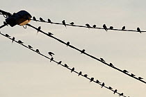 Flock of Barn Swallows (Hirundo rustica) roosting on wires, Vosges, France, September.