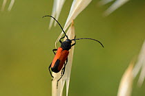Long horned beetle (Purpuricenus budensis) Aude, France, July.