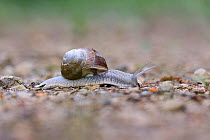 Edible snail (Helix pomatia) Vosges, France, June.