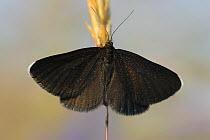 Chimney sweeper moth (Odezia atrata) Ramoneur, Aubrac, France, July.