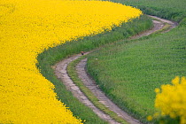 Red fox (Vulpes vulpes) walking on track beside  field of Oilseed rape (Brassica napus) Vosges, France, May.