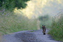 Red fox (Vulpes vulpes) walking down country lane, Vosges, France, July.