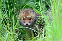Red fox (Vulpes vulpes) cub hiding in grass, Vosges, France, May.