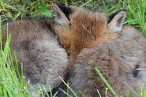 Red fox (Vulpes vulpes) cubs resting in grass, Vosges, France, May.