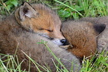 Red fox (Vulpes vulpes) cubs resting in grass, Vosges, France, May.