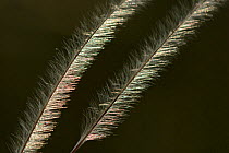Close up of Feather grass (Stipa pennata) Causse Mejean, France, July.