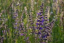 Meadow clary (Salvia pratensis) flowers, Vosges, May.