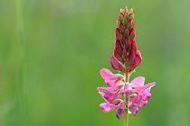 Common sainfoin flower (Onobrychis viciifolia)  Vosges, France, May.