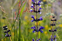 Meadow clary (Salvia pratensis) flowers, Vosges, France,May.