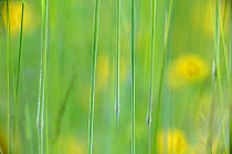 Abstract photograph of grasses and yellow flowers, Vosges, France, June.
