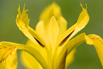Yellow flag iris (Iris pseudacorus) flower, Vosges, France, June.