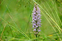Common spotted orchid (Dactylorhiza fuchsii) Vosges, France, June.