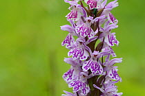 Common spotted orchid (Dactylorhiza fuchsii) Vosges, France, June.