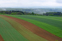 Strips of cultivated land with forest in background , Vosges, France, May.