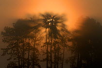 Sunrise shining through the branches of trees in mist, Vosges, France, July.