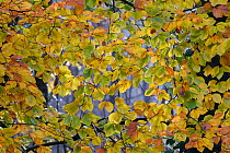 Beech (Fagus sylvaticus) leaves in autumn, Vosges forest, Vosges, France, November.