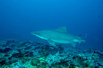 Smalltooth sand tiger (Odontaspis ferox) Malpelo Island National Park, UNESCO Natural World Heritage Site, Colombia, East Pacific Ocean.