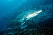 Smalltooth sand tiger (Odontaspis ferox) Malpelo Island National Park, UNESCO Natural World Heritage Site, Colombia, East Pacific Ocean.