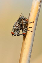 African flesh flies (Sarcophaga africa) mating on a reed stem, Crete, Greece, May.