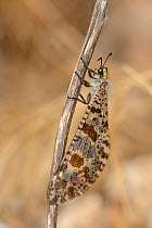 Antlion (Palpares libelluloides) clinging to dead plant stem, Zakros gorge, Crete, Greece, May.