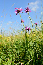Betony (Stachys officinalis) flowering in a traditional hay meadow, Wiltshire, UK, July.