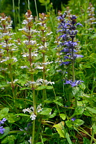 Bugle (Ajuga reptans) white and blue form flowering in a dense stand on a woodland edge, Wiltshire, UK, June.