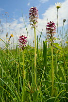 Burnt tip orchids (Neotinea ustulata) flowering in a traditional hay meadow, Wiltshire, UK, June.