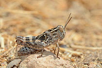 Grasshopper nymph (Calliptamus sp.) with wing buds visible, standing on a rock near the coast, Crete, Greece, May.
